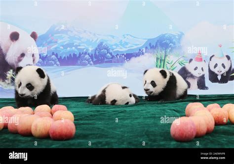 Qinling panda hi-res stock photography and images - Alamy