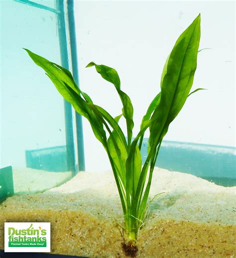 Small Amazon Sword (Great Deal on a Classic Aquarium Plant) (Echinodor – DustinsFishtanks