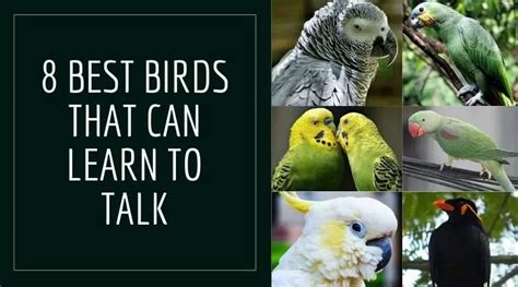 Birds That Can Learn To Talk (8 Best Talking Birds) - AtractivoPets