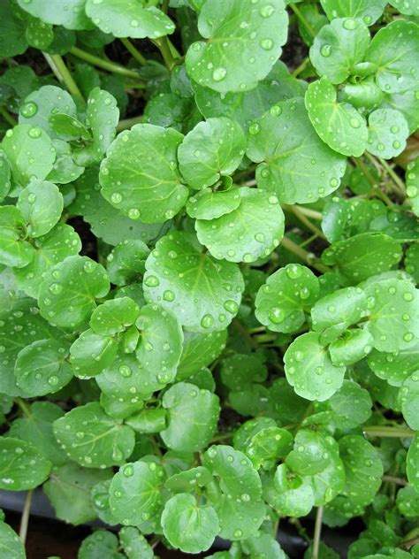 Watercress Nasturtium | Herbs | Premier Seeds Direct ltd