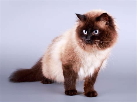 Best 50+ Black Tabby Cat Wow Vanilla - Cat Picture