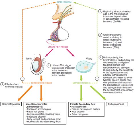 Development of the Male and Female Reproductive Systems · Anatomy and Physiology