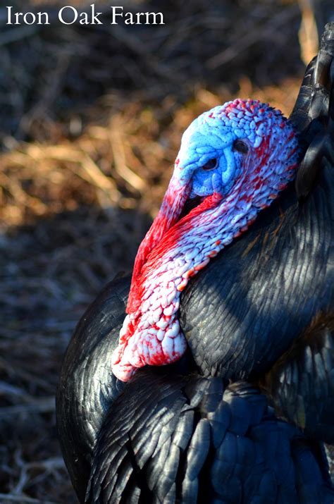 Pros, Cons and Facts about Raising Turkeys (2022)