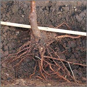 Planting Bare Root Trees | How To Plant Successfully