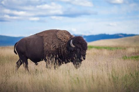 Bison at the National Bison Range in Western Montana