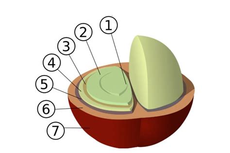 Illustrated Diagram Of Coffee Processing Methods