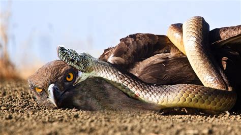 Bird Throws Snake At Family at Floyd McKinney blog