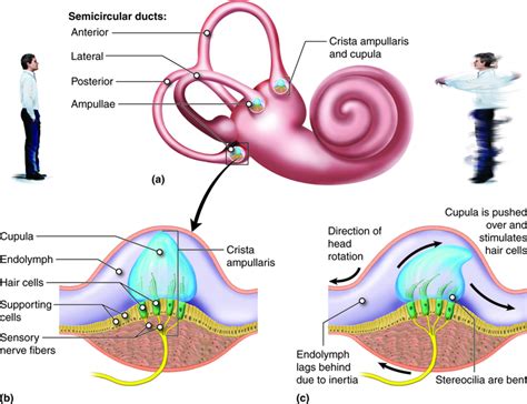 Auditory Ossicles Embedded Model - Google zoeken | Ear anatomy, Physiology, Biology lessons