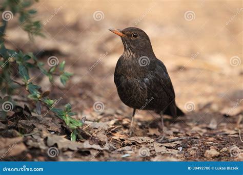 Eurasian blackbird stock photo. Image of animal, blackbird - 30492700