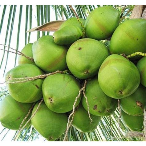 Green Coconut - Florida Coconuts - Store