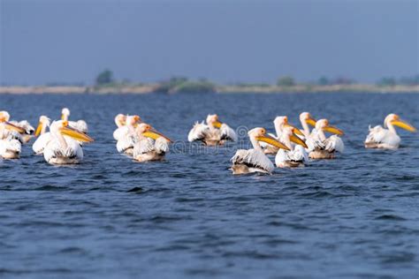 Pelicans on Lake from in Danube Delta , Romania Wildlife Bird Watching Stock Image - Image of ...