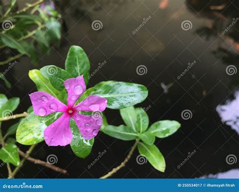 Madagascar Periwinkle Flower Stock Image - Image of beauty, garden: 250534017