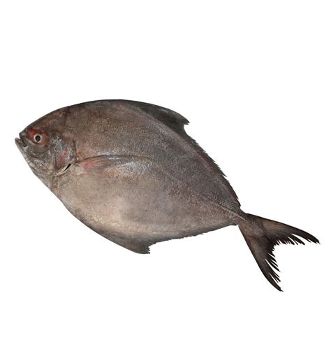 Black Pomfret – Teco Foods