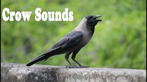 House Crow Sounds 4k HD Video / Grey-necked Crow Natural Sound Effects - YouTube