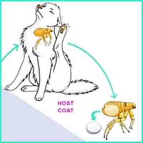 The Flea Lifecycle Simplified