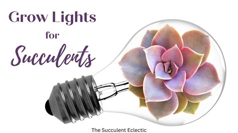 Grow Lights for Succulents | A Simple Guide | The Succulent Eclectic