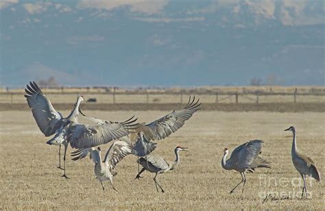 Sandhill Cranes Mating Dance-Signed-#3781 Photograph by J L Woody Wooden - Fine Art America