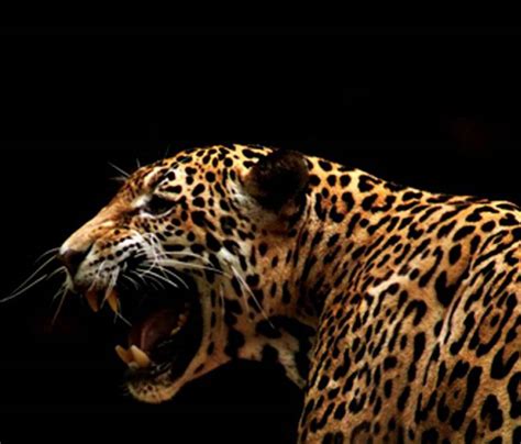 Angry Jaguar Wallpapers - Top Free Angry Jaguar Backgrounds - WallpaperAccess