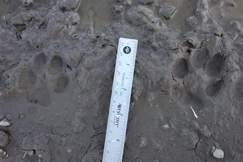 File:Coyote tracks in mud.JPG - Wikimedia Commons