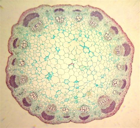 Cross Section Of An Plant Cell