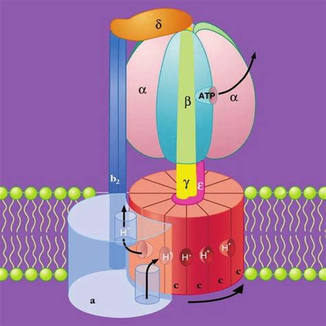 (PDF) A Research Journey with ATP Synthase