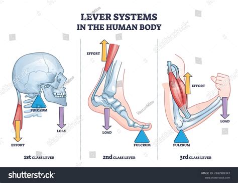 344 Levers in the body 图片、库存照片和矢量图 | Shutterstock