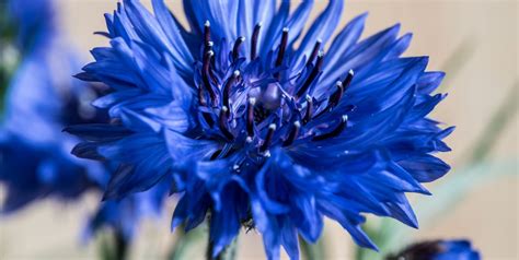 July Flower - 10 Summer Flowers UK That Bloom In July