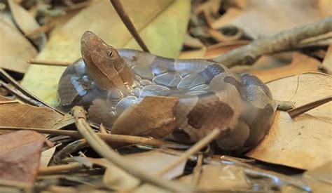 A Copperhead Snake Taking Its First Breath – Copperhead Institute (2015 ...