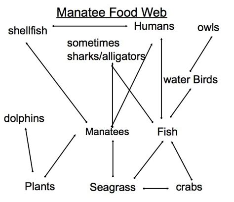 West Indian Manatee Facts, Habitat, Diet, Adaptations, Pictures