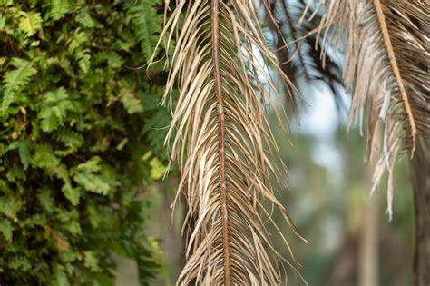 Premium Photo | Dead palm tree with dry branches on florida home ...