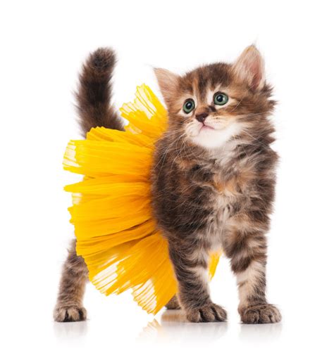 20 Cat Halloween Costume Ideas [PICTURES] - CatTime