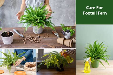 Foxtail Fern Care: How to Care For It Well? - EmbraceGardening