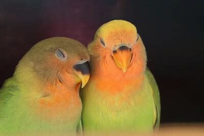 Are Lovebirds Easy To Breed? (Courtship + Mating)