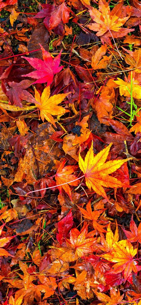 Iphone Wallpaper Many Red Maple Leaves, Ground, Autumn - Fall Leaves ...