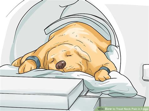 6 Ways to Treat Neck Pain in Dogs - wikiHow