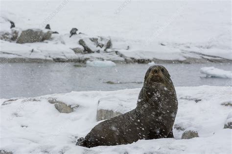 Antarctic fur seal - Stock Image - C054/4351 - Science Photo Library