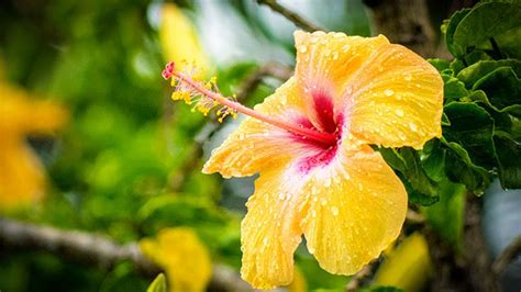 Hibiscus National Flower Of Hawaii | Best Flower Site