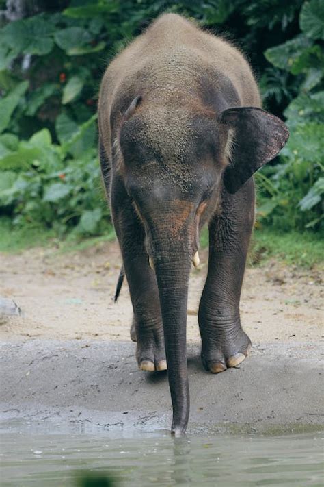 Elephant Drinking Water · Free Stock Photo