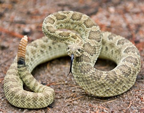 "Western Prairie Rattlesnake (Crotalus viridis)" by flyingdogNM | Redbubble