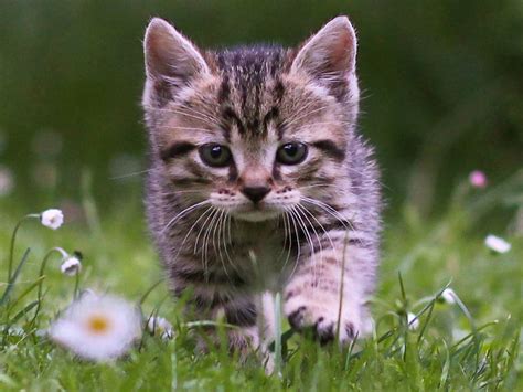 Cute Tabby Kitten Wallpaper | Free Kitten Downloads