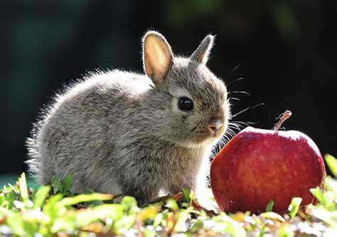 What Fruits Can Rabbits Eat? And The Things You Should Know