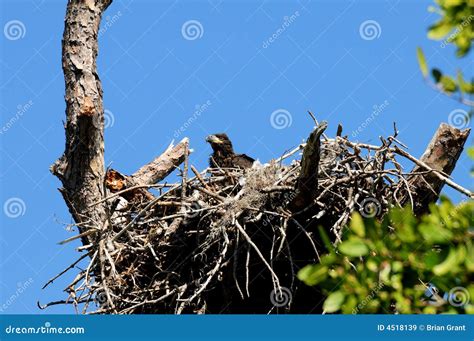 Baby eagle in the nest stock image. Image of haliaeetus - 4518139