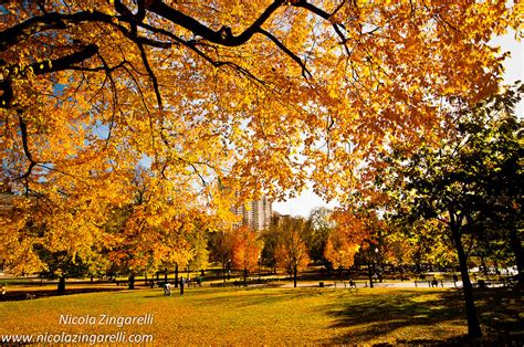 Boston, the Boston Commons Park. Yellow trees in fall | Flickr