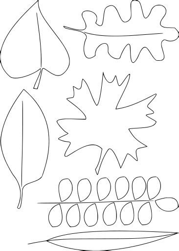 SVG > beech leaf - Free SVG Image & Icon. | SVG Silh