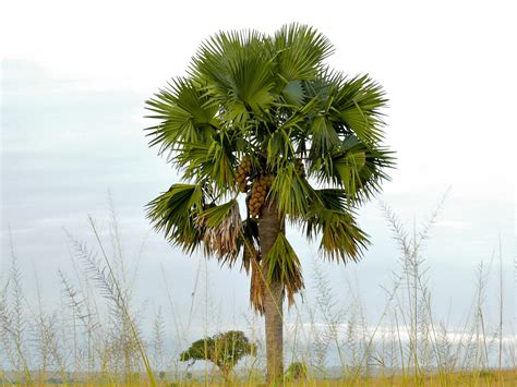 Palmyra Palm (Borassus aethiopum) | Flickr - Photo Sharing!