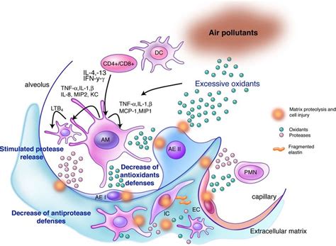 Inflammation, extracellular matrix proteolysis, and oxidative stress:... | Download Scientific ...