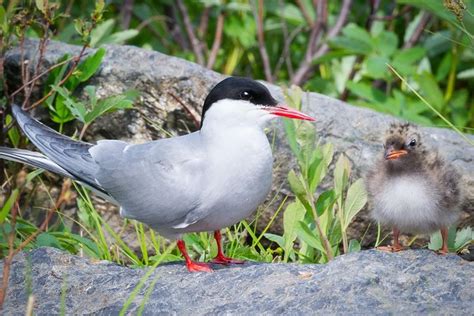 Alaska Wildlife Tour