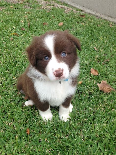 Brown Border Collie Blue Eyes