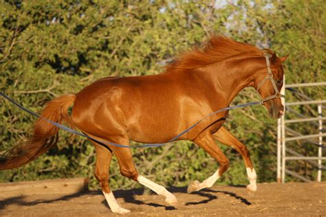 Chestnut Thoroughbred Mare Cantering Horse Stock by HorseStockPhotos on DeviantArt