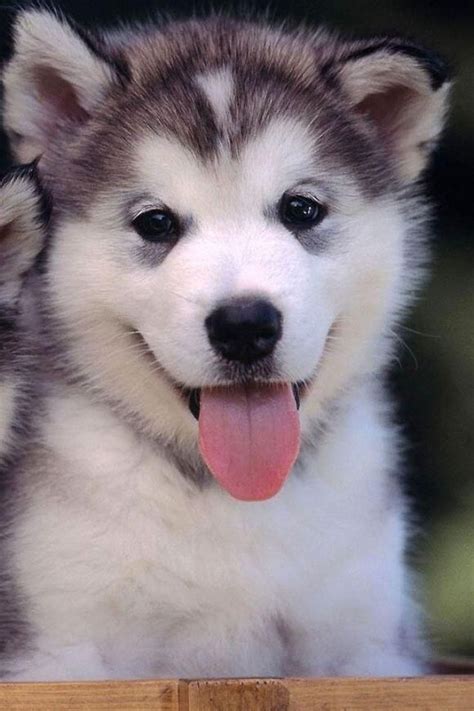 Siberian Husky Pup ~ Classic Look | Cute animals, Smiling dogs, Cute ...